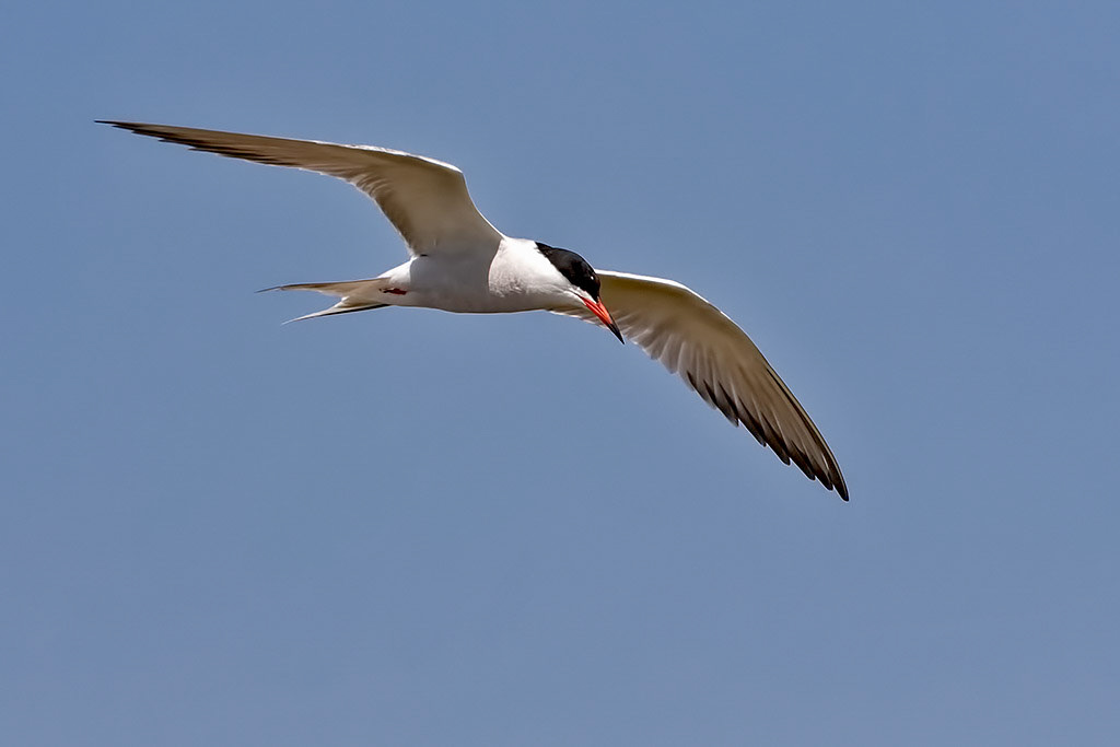 Common Tern