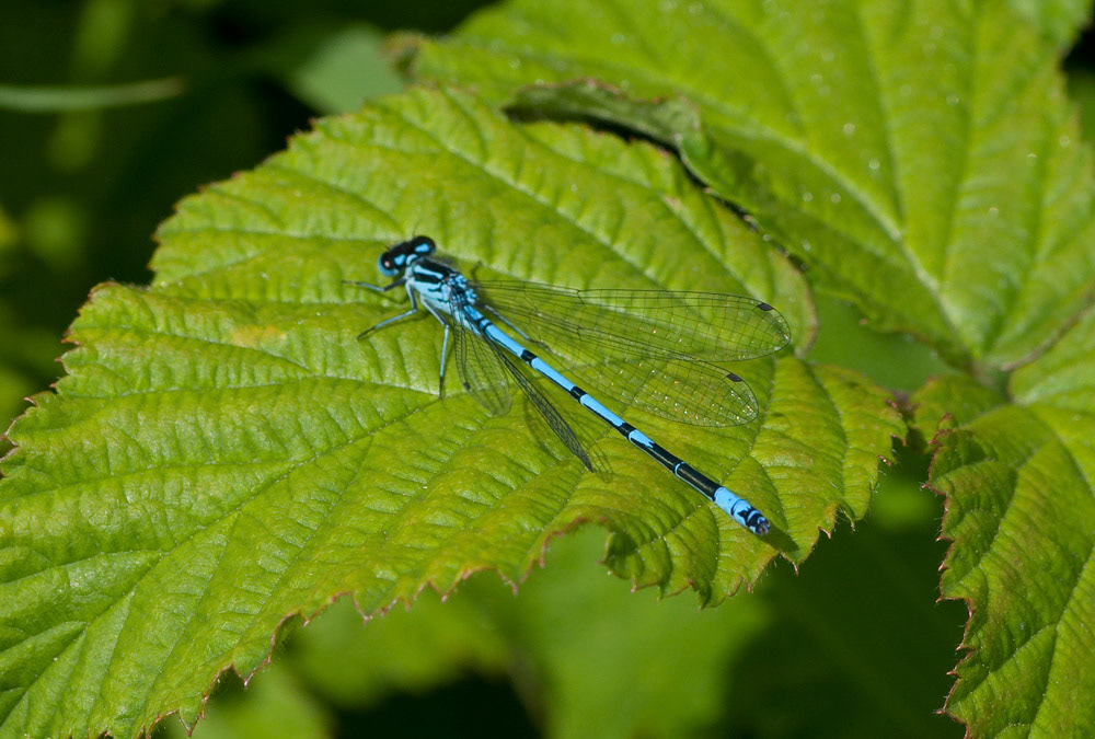 Azure Damselfly