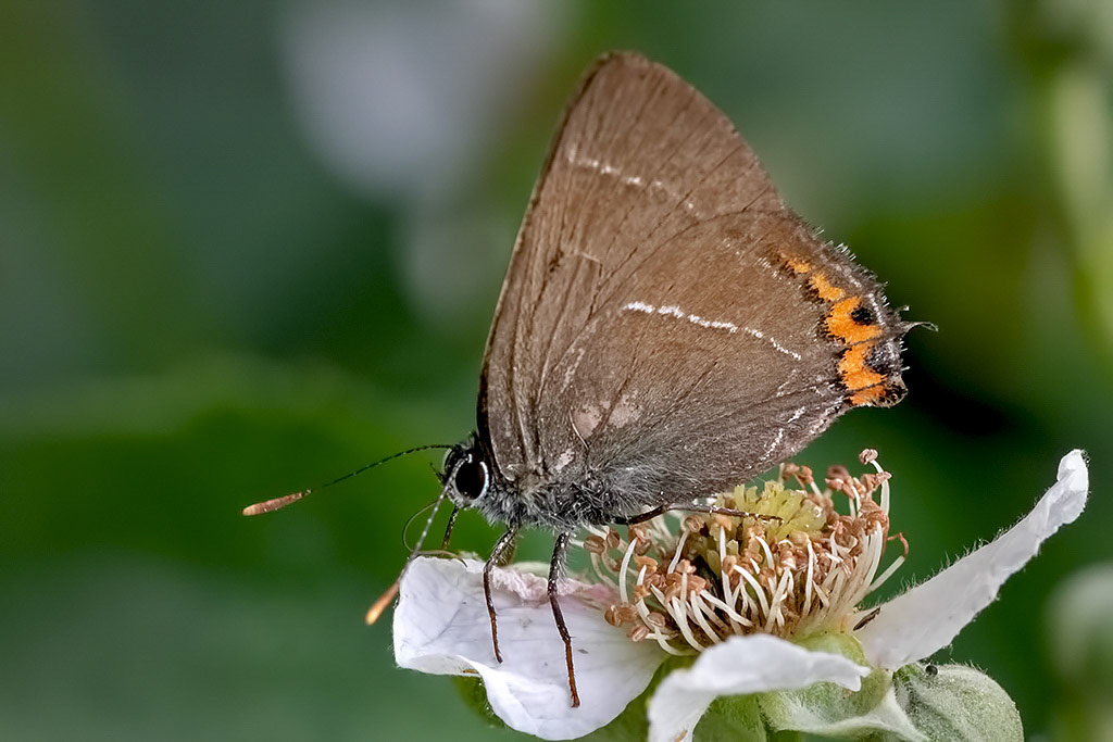 White-letter Hairstreak