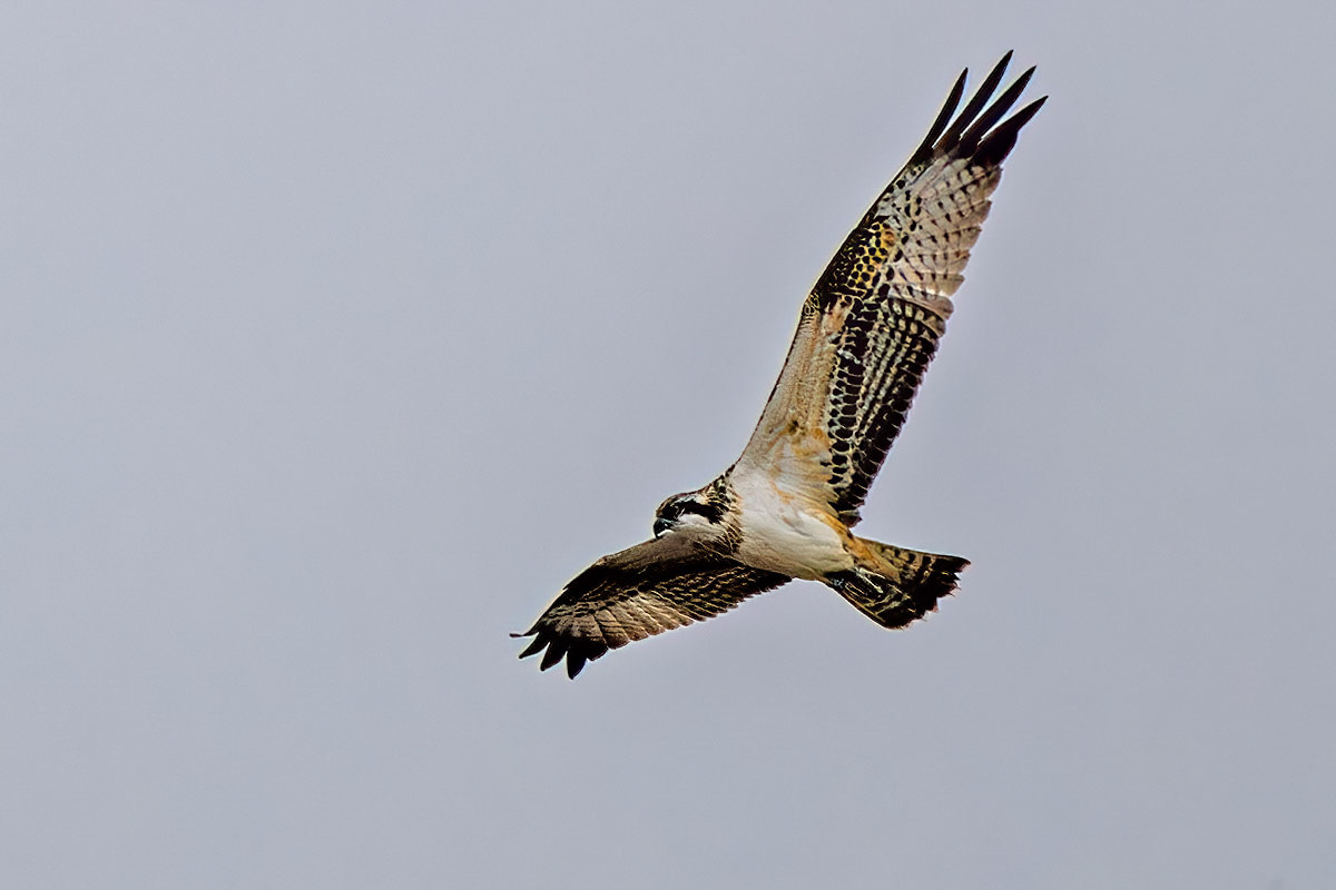 Osprey