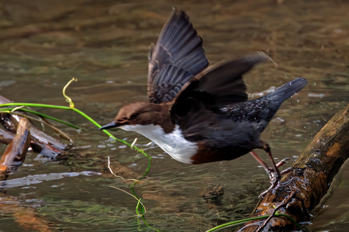 White-throated Dipper