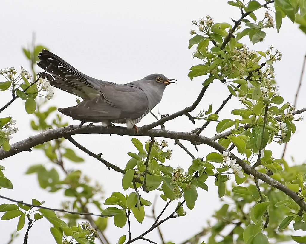 Cuckoo