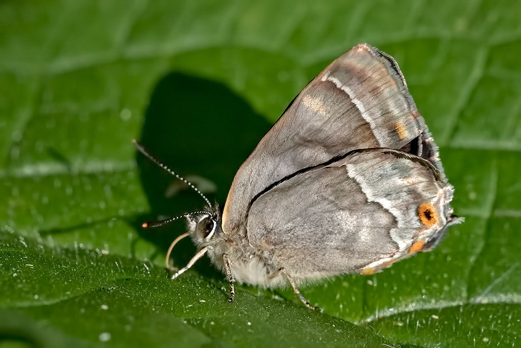 Purple Hairstreak