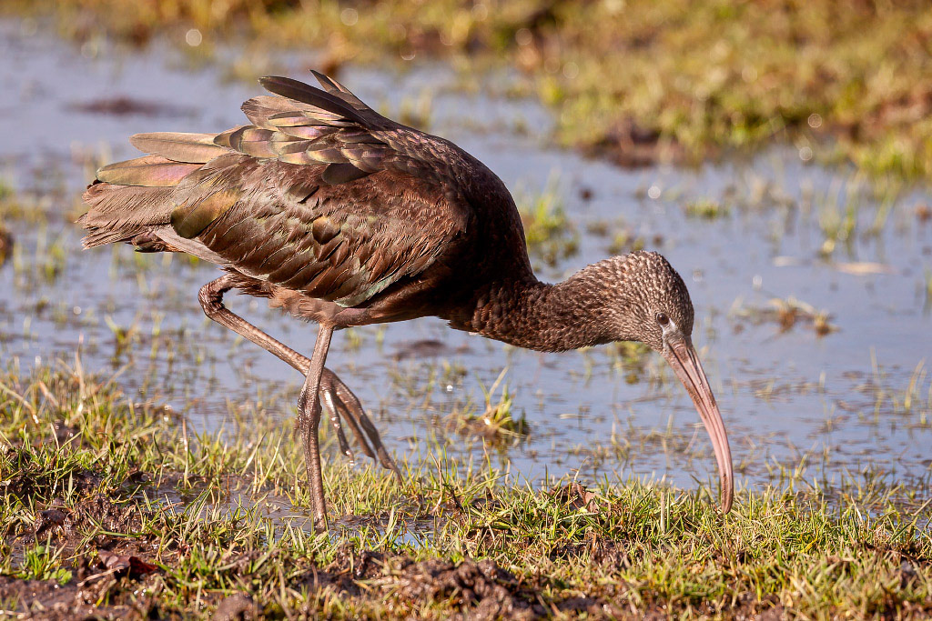 Glossy Ibis