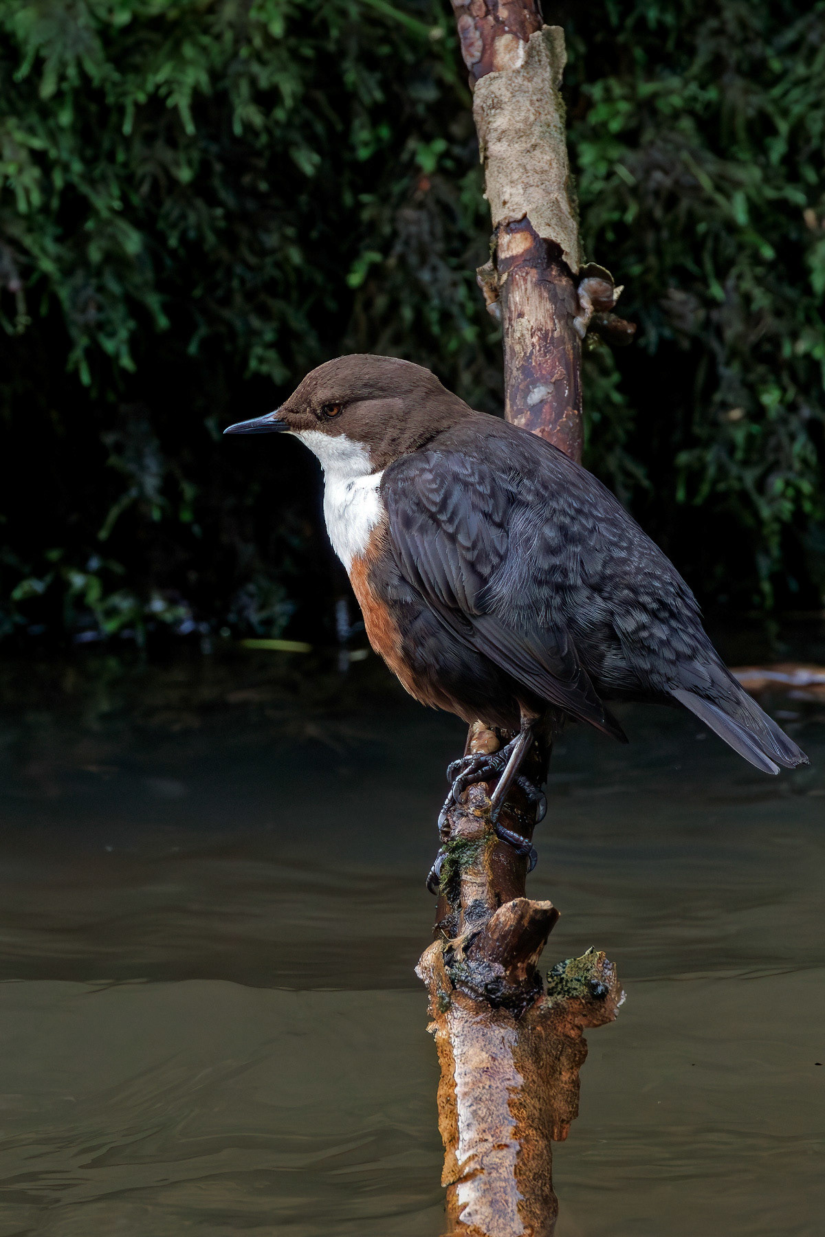 White-throated Dipper