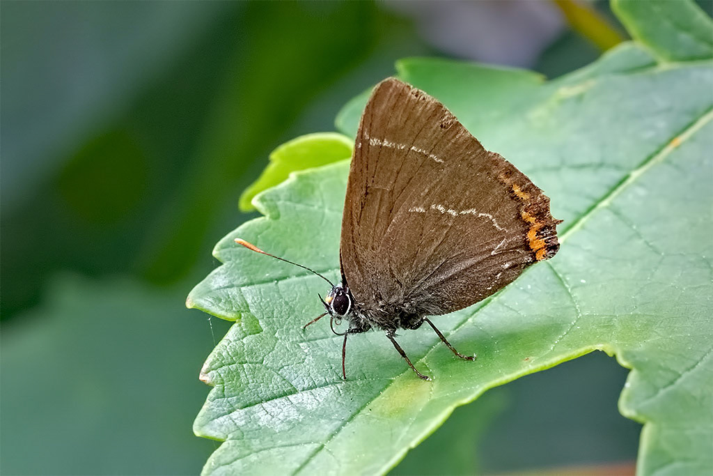 White-letter Hairstreak