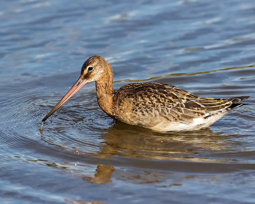 Black-tailed Godwit
