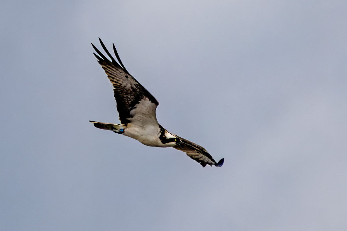 Osprey