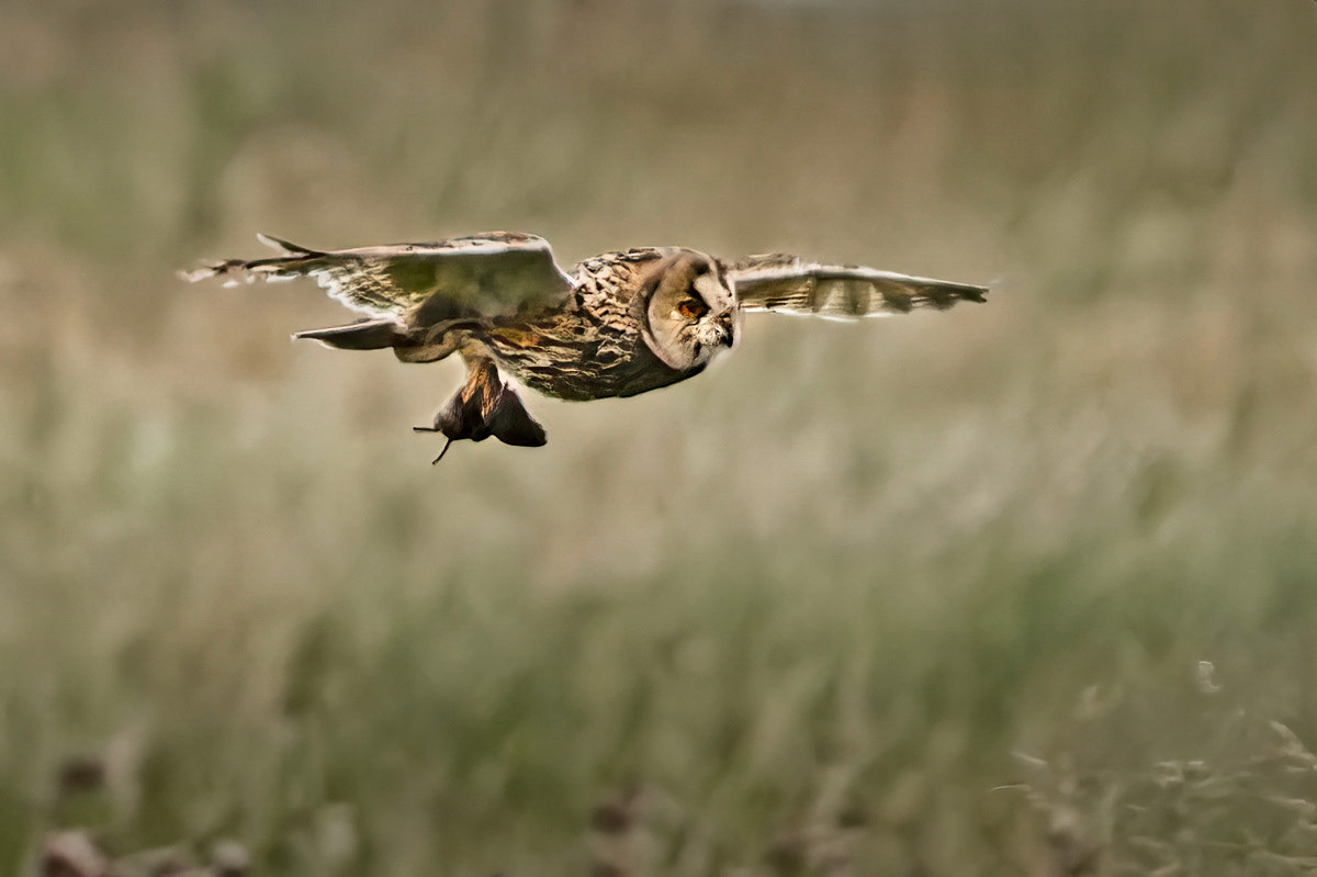 Long-eared Owl