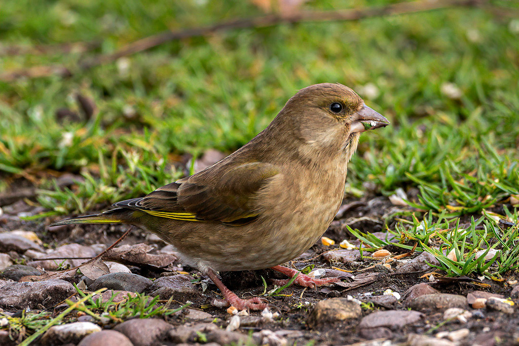 Greenfinch