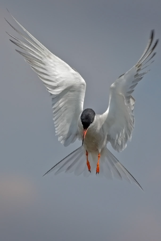 Common Tern
