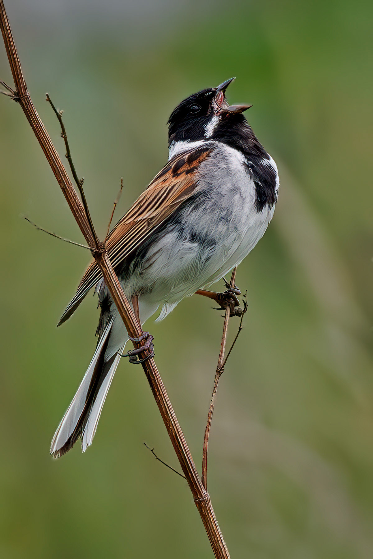 Reed Bunting
