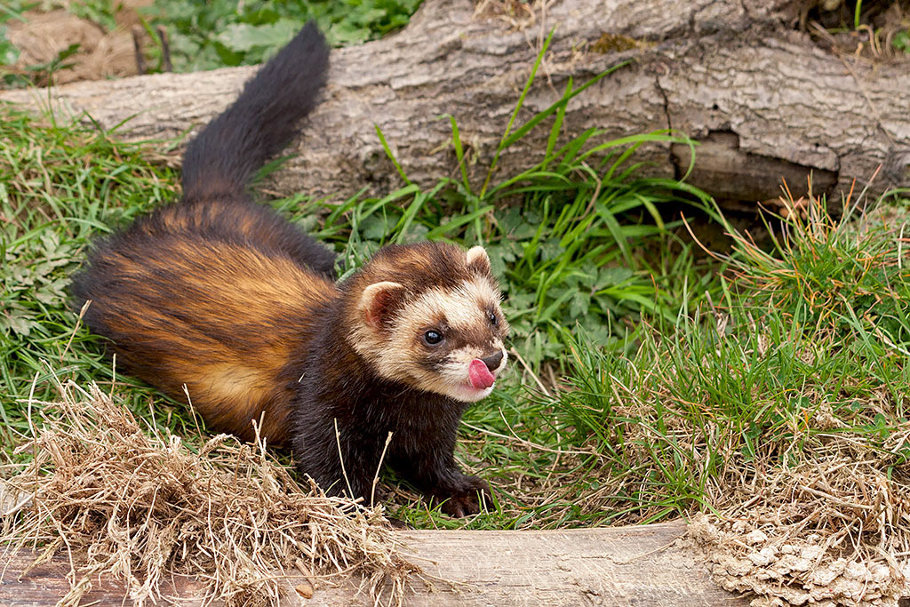 Polecat