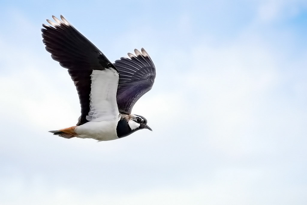 Lapwing