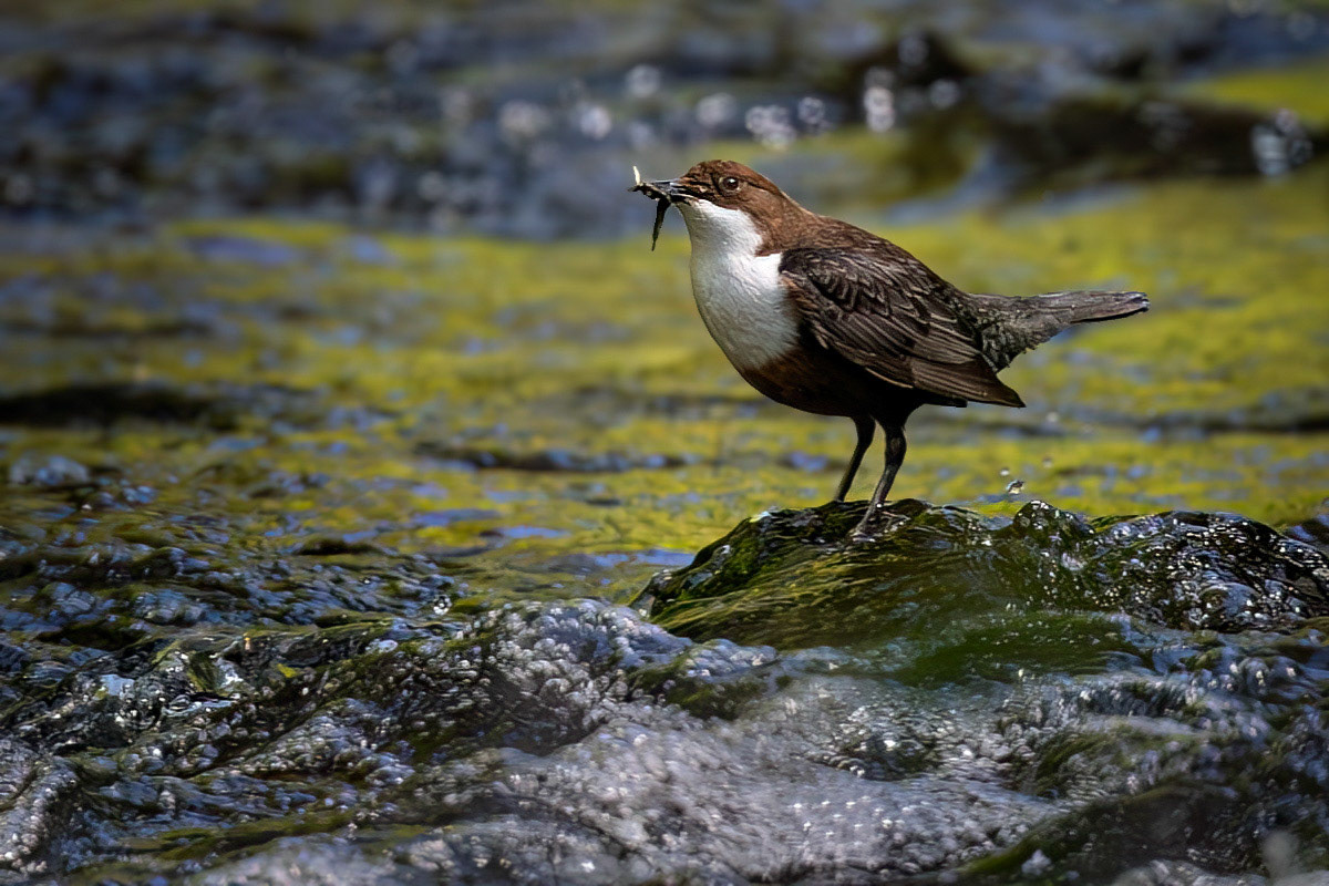 Dipper