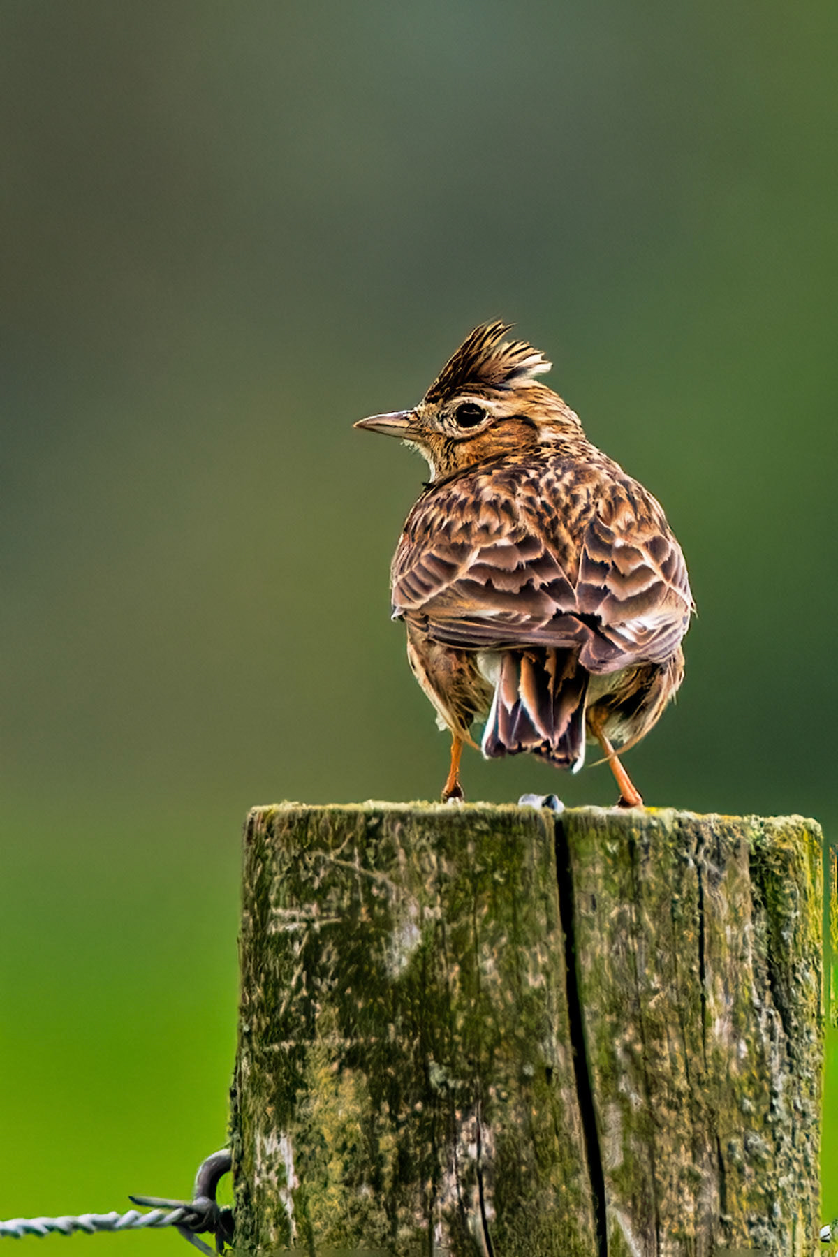 Skylark