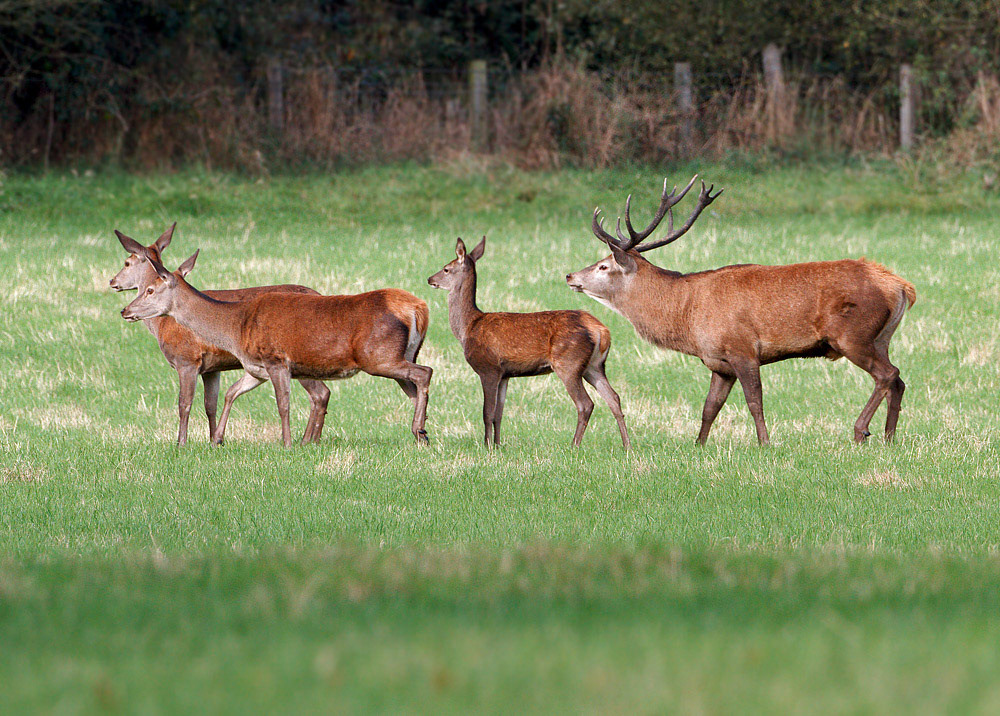 Red Deer