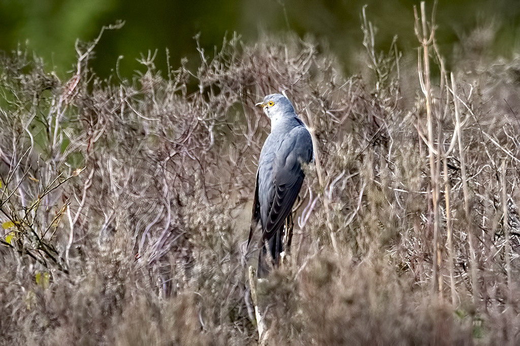 Cuckoo