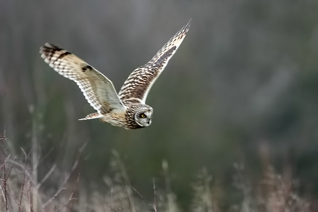 Short-eared Owl
