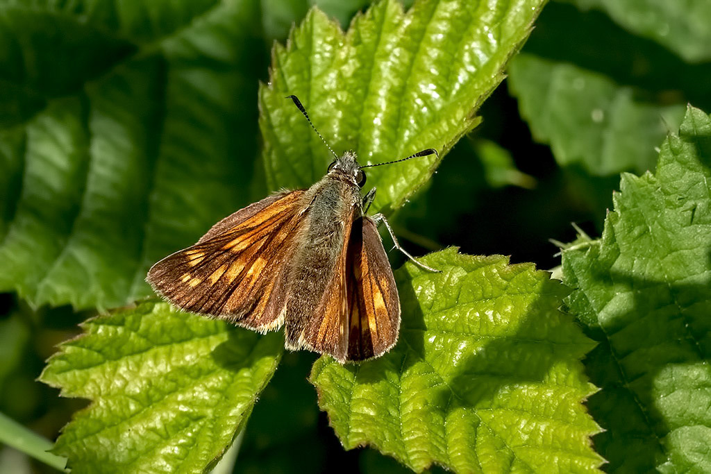Large Skipper