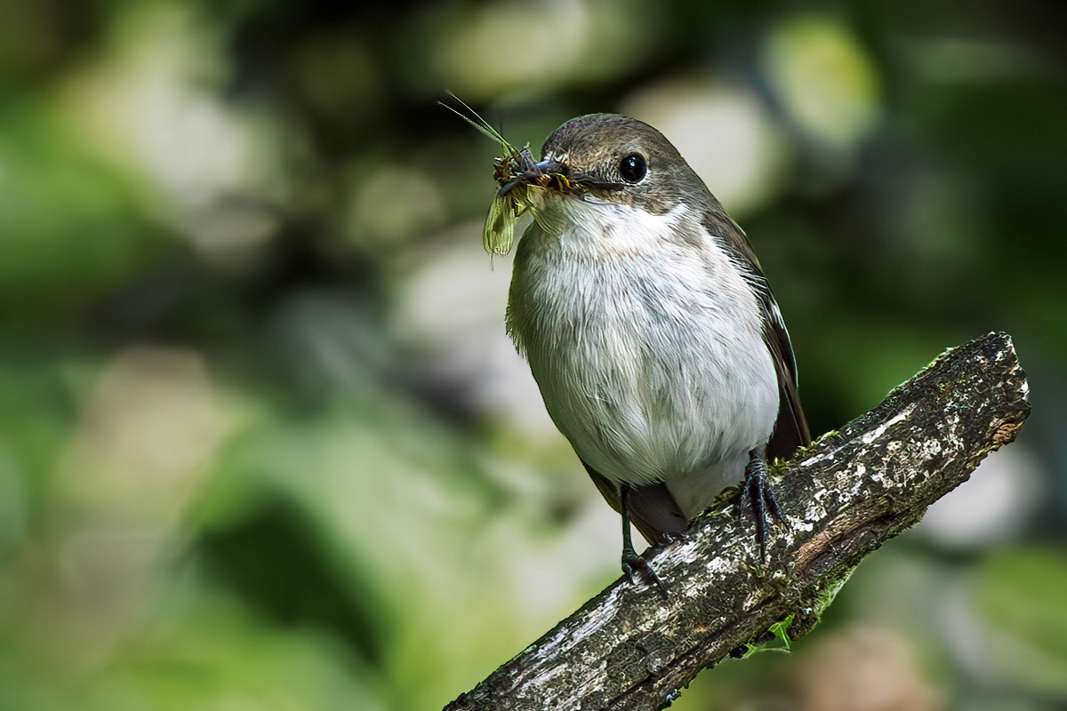 Pied Flycatcher
