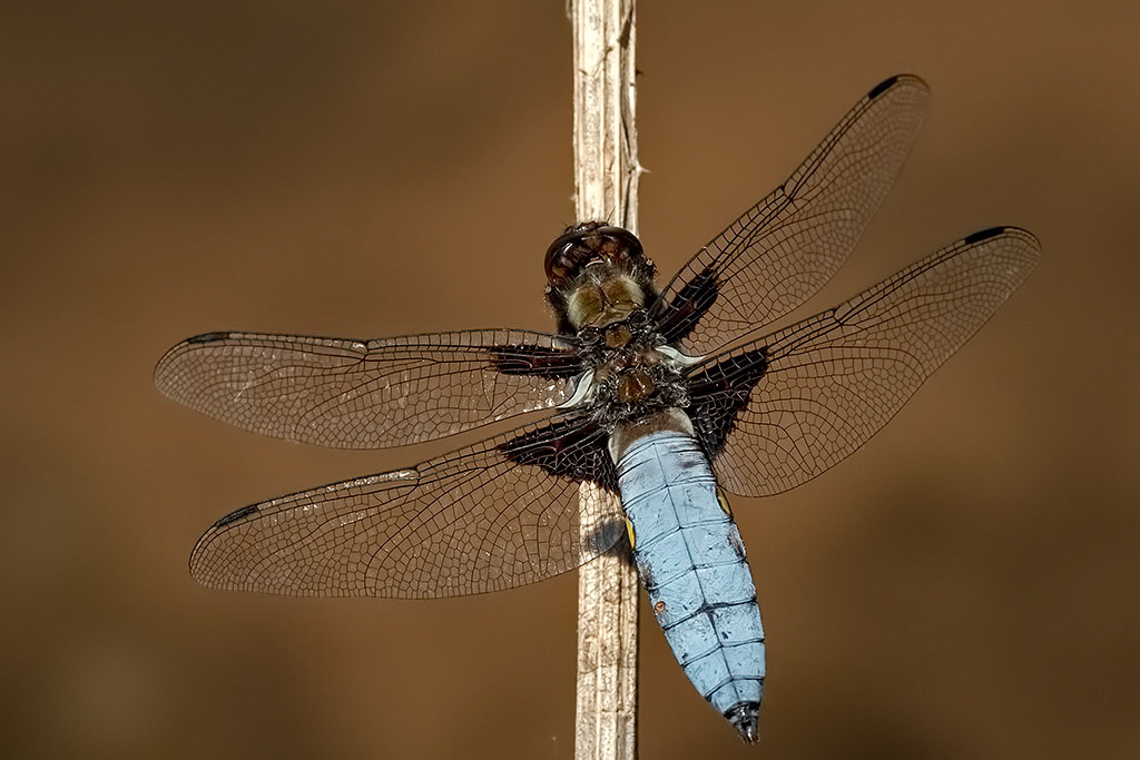 Broad-bodied Chaser