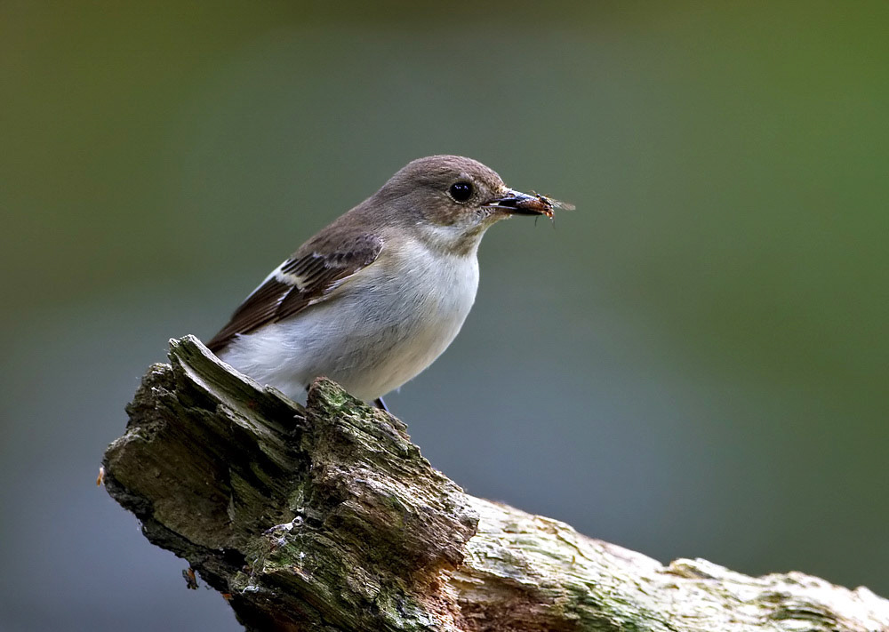 Female Pied Flycatcher