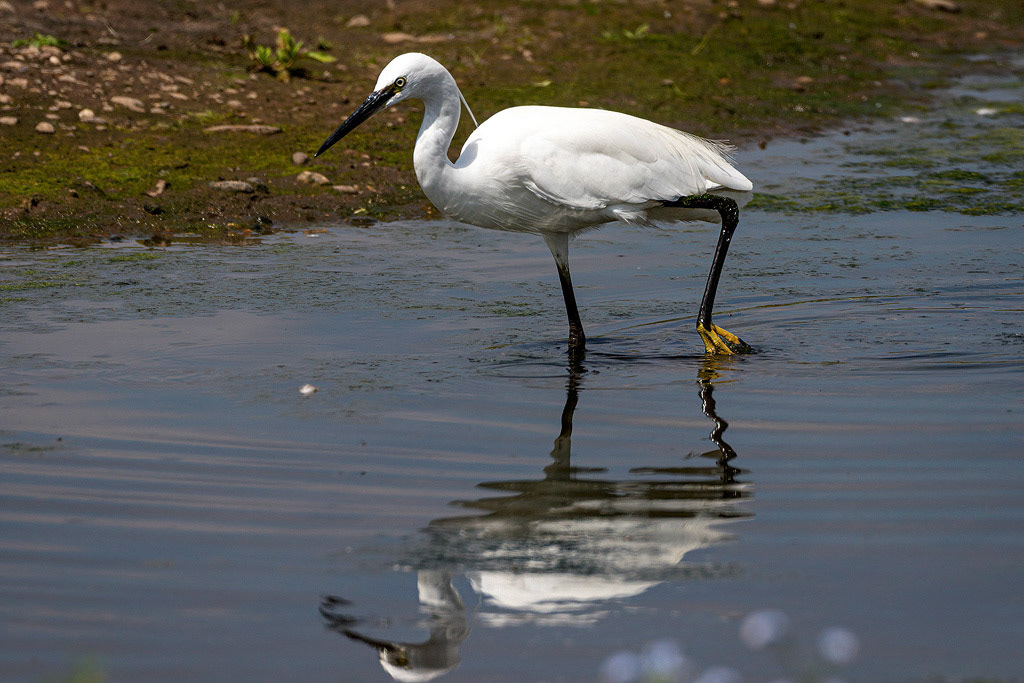 Little Egret