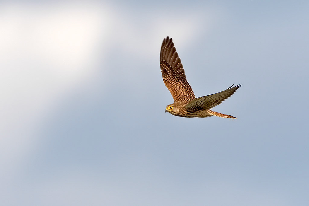 Kestrel