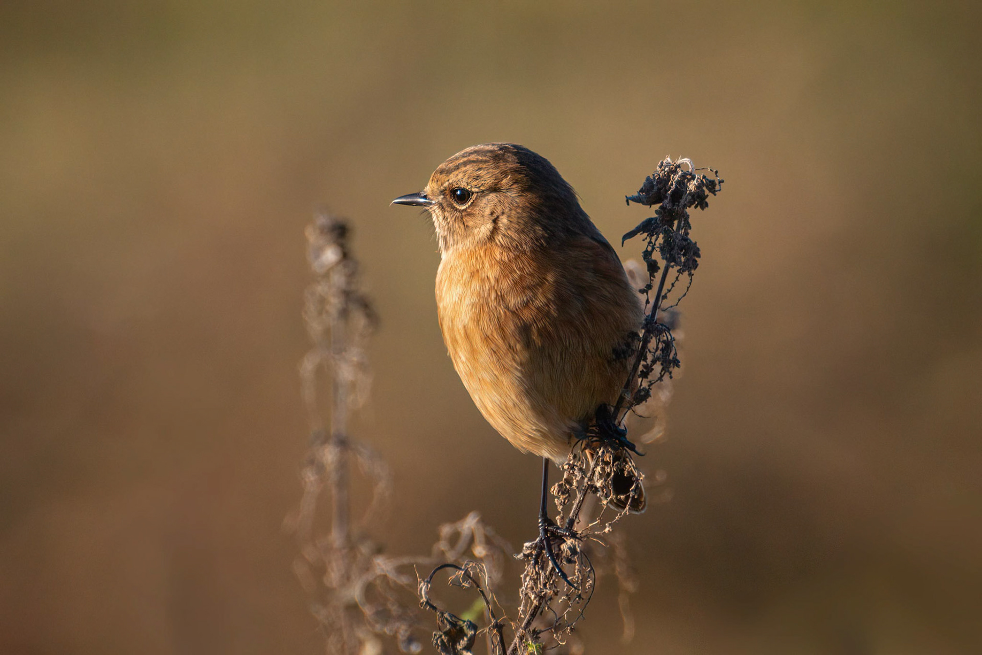 Stonechat