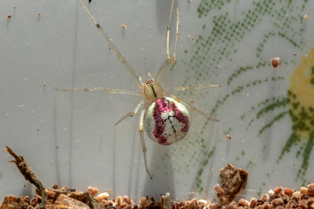 Common Candy-striped Spider