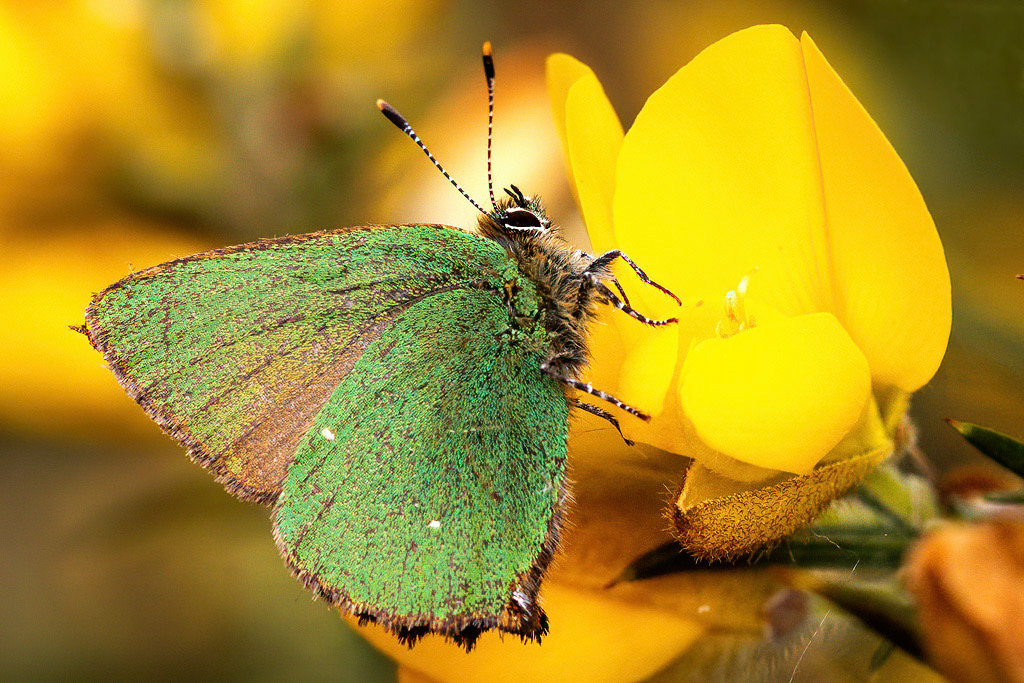 Green Hairstreak