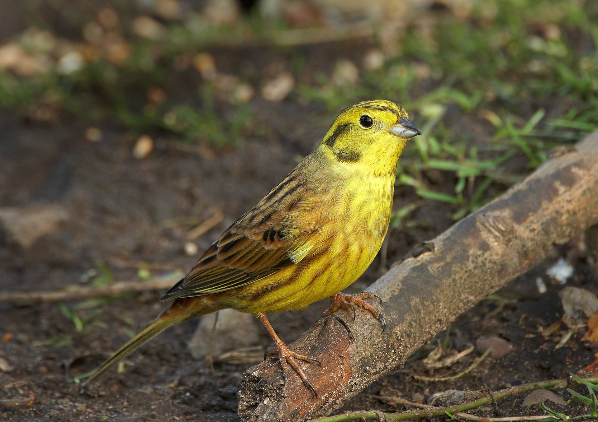 Yellowhammer