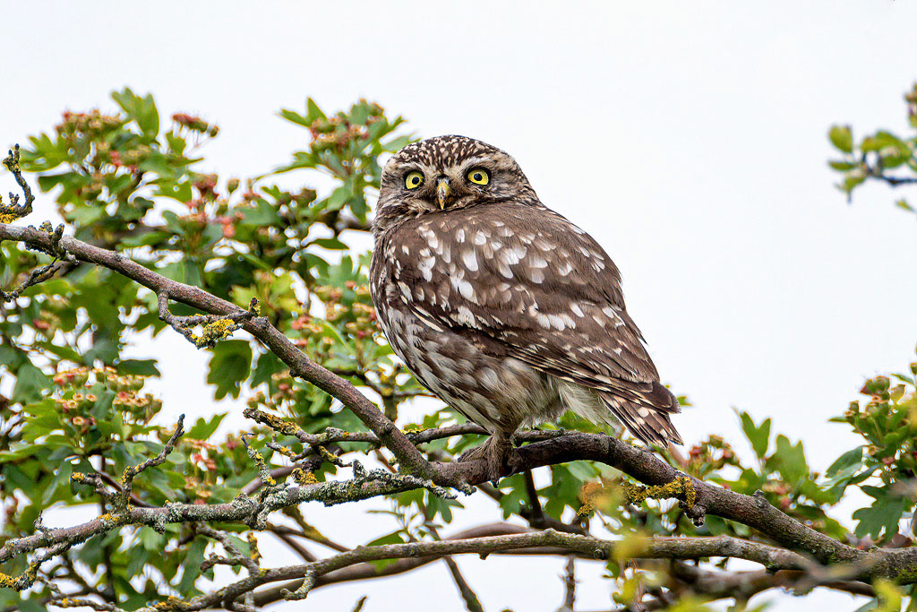 Little Owl