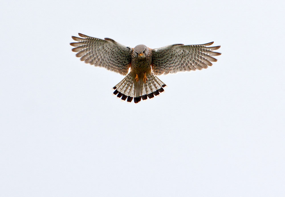 Kestrel