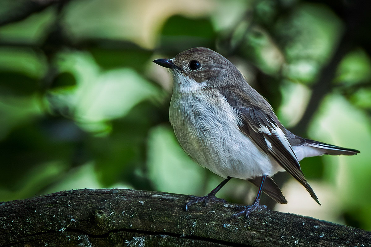 Pied Flycatcher