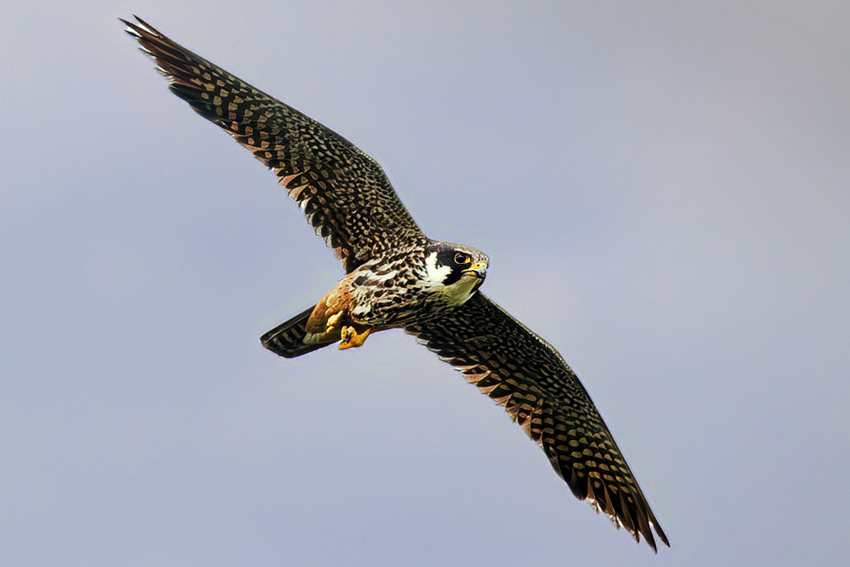 Hobby