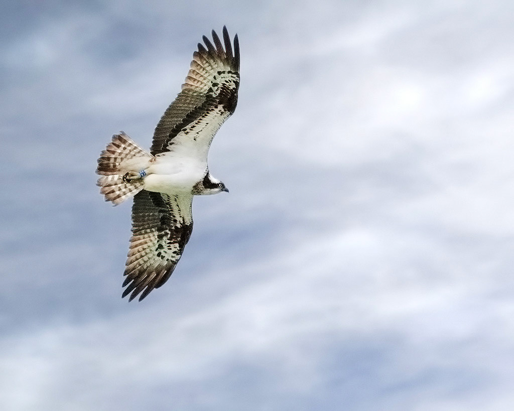 Osprey