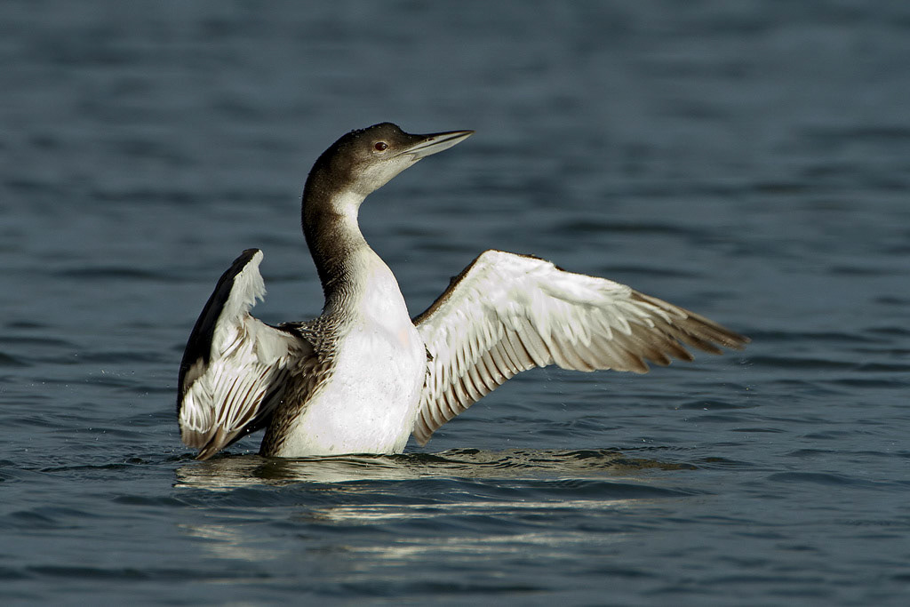 Great Northern Diver