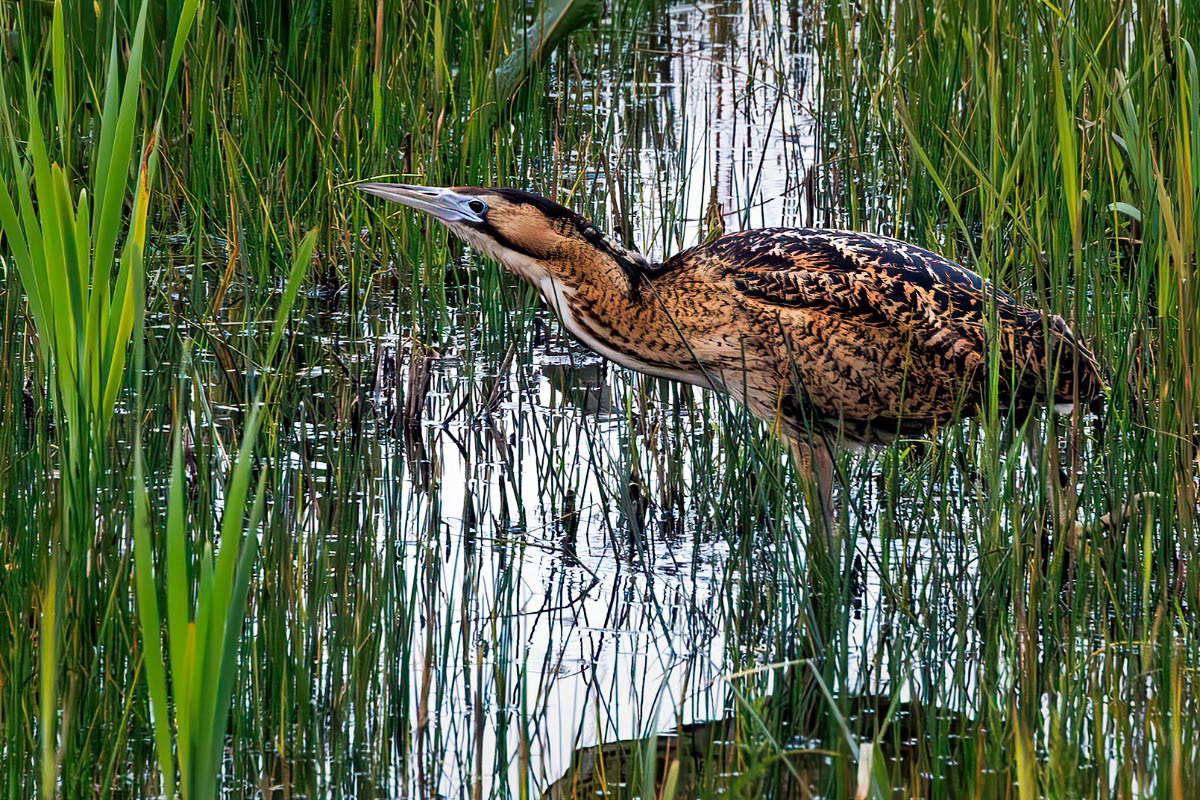 Bittern