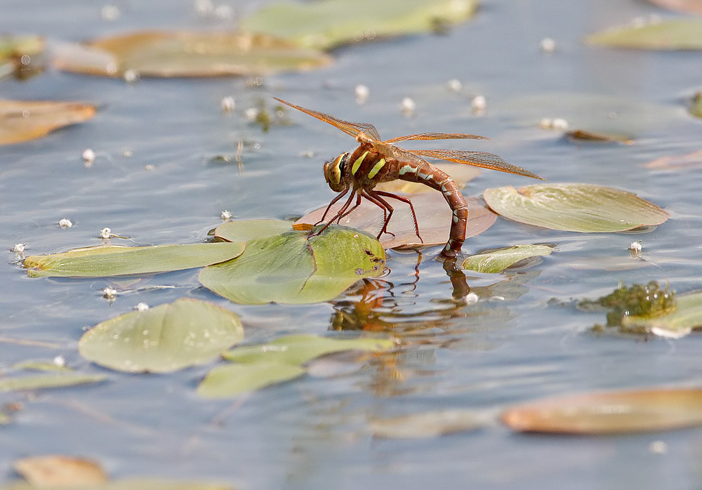 Brown Hawker