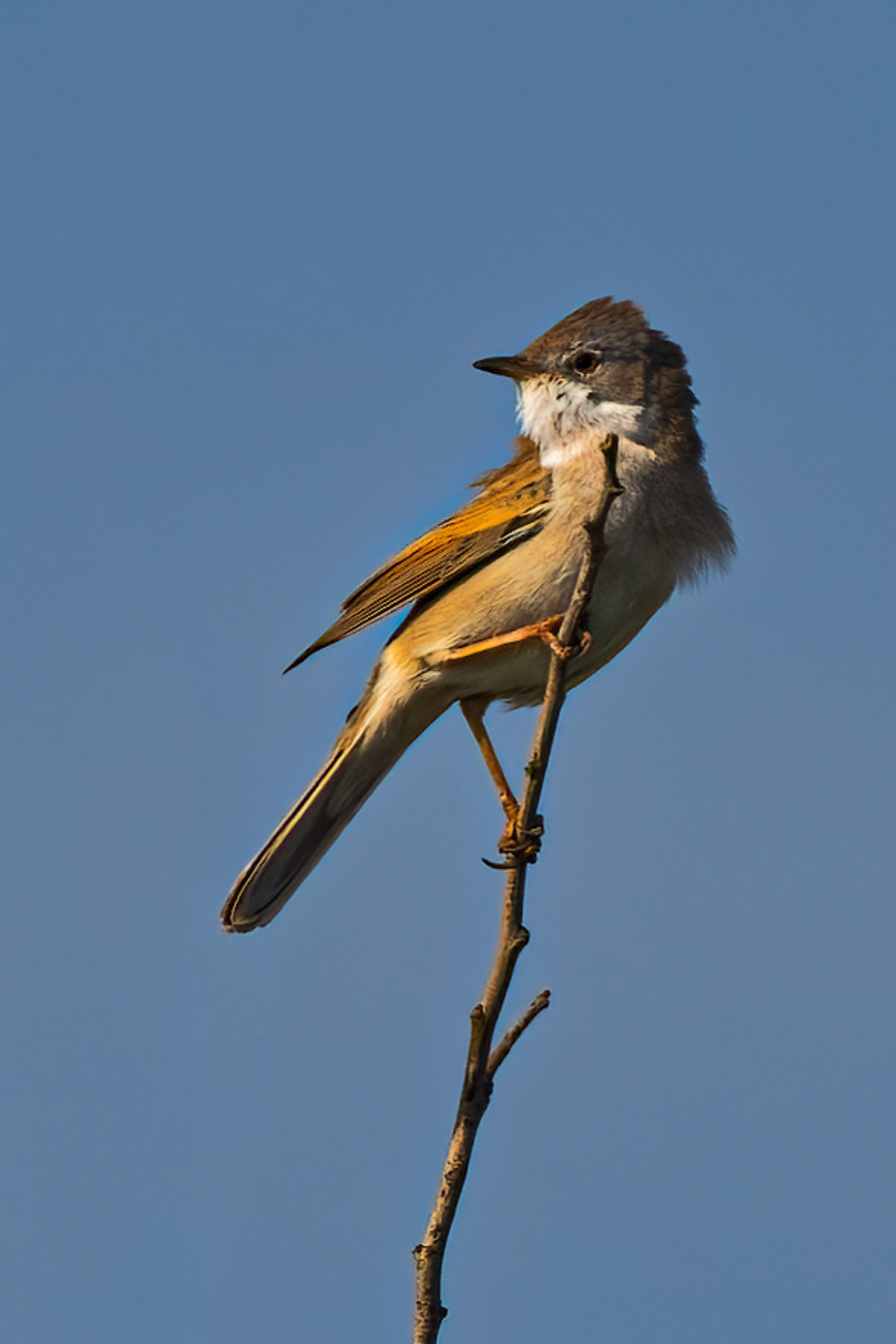 Common Whitethroat