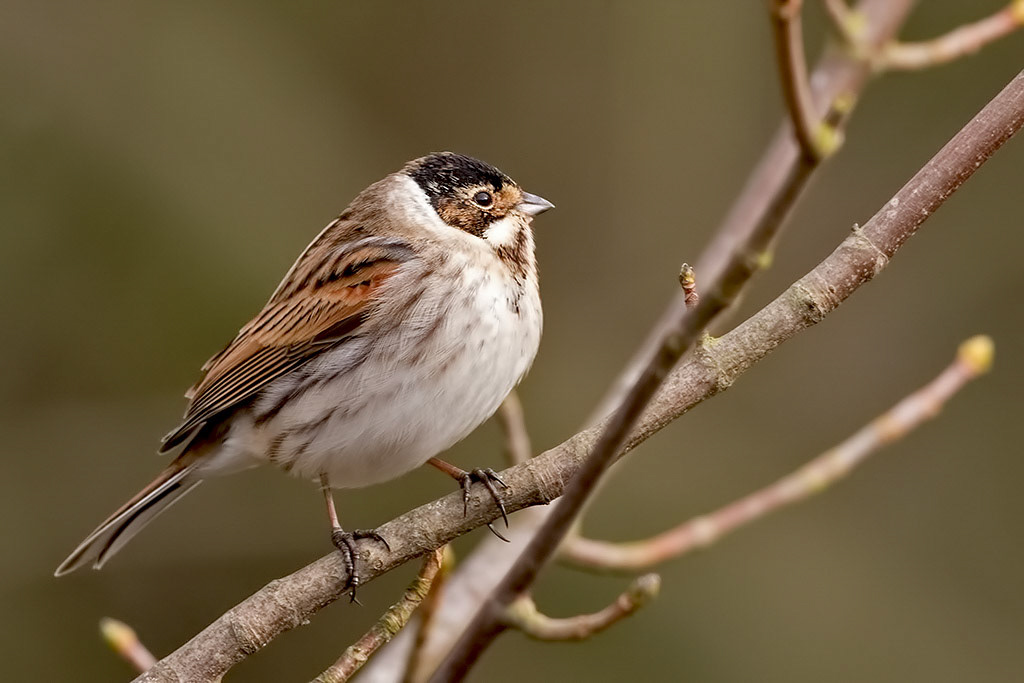 Reed Bunting