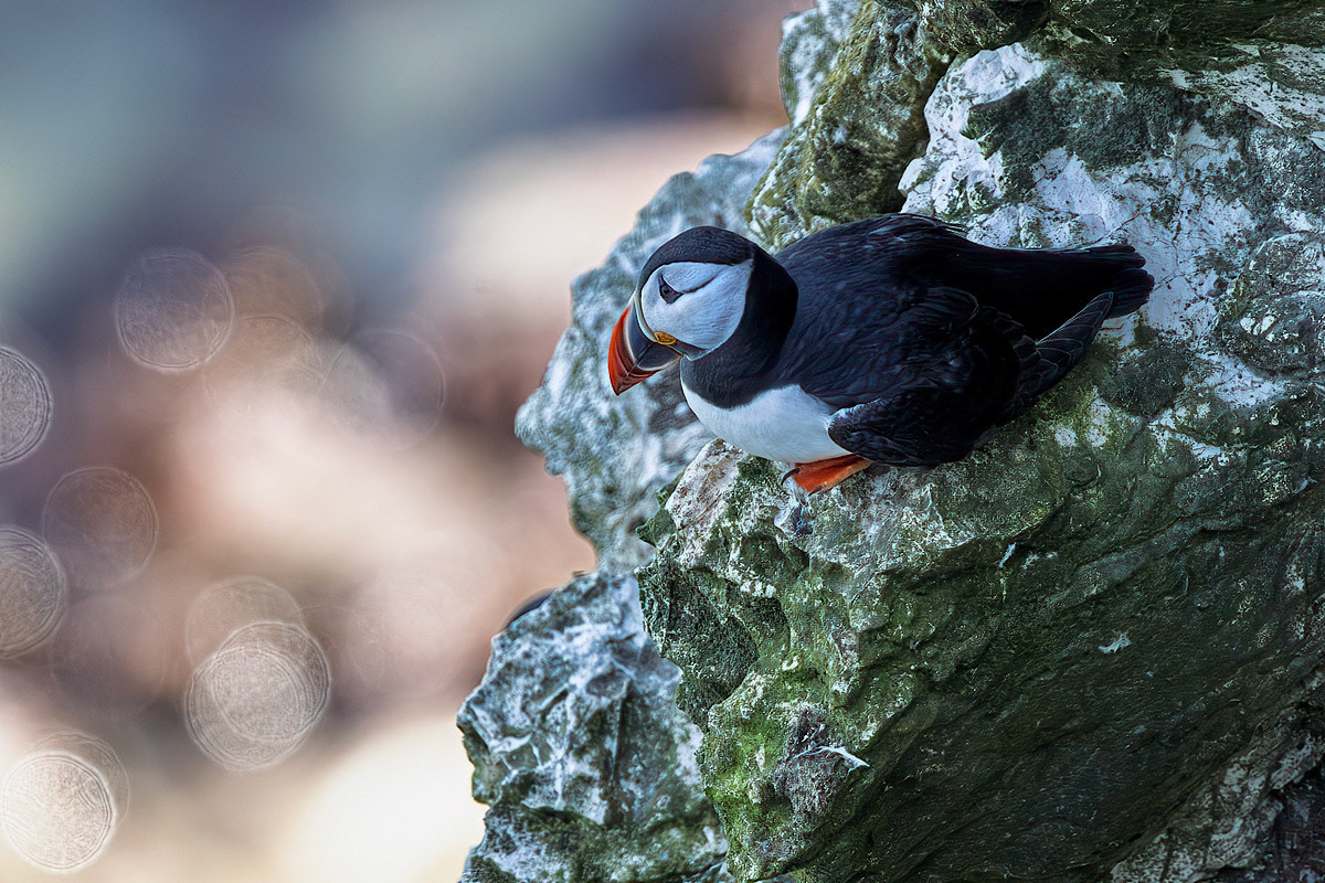Puffin