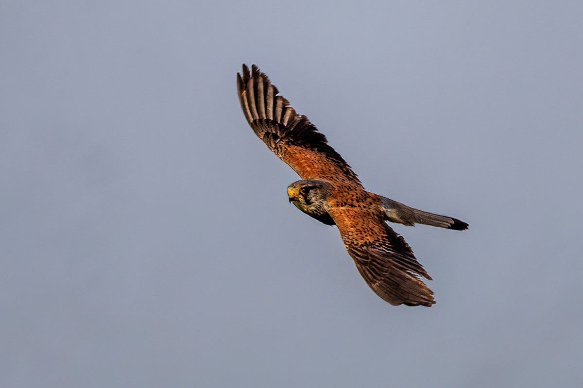 Kestrel