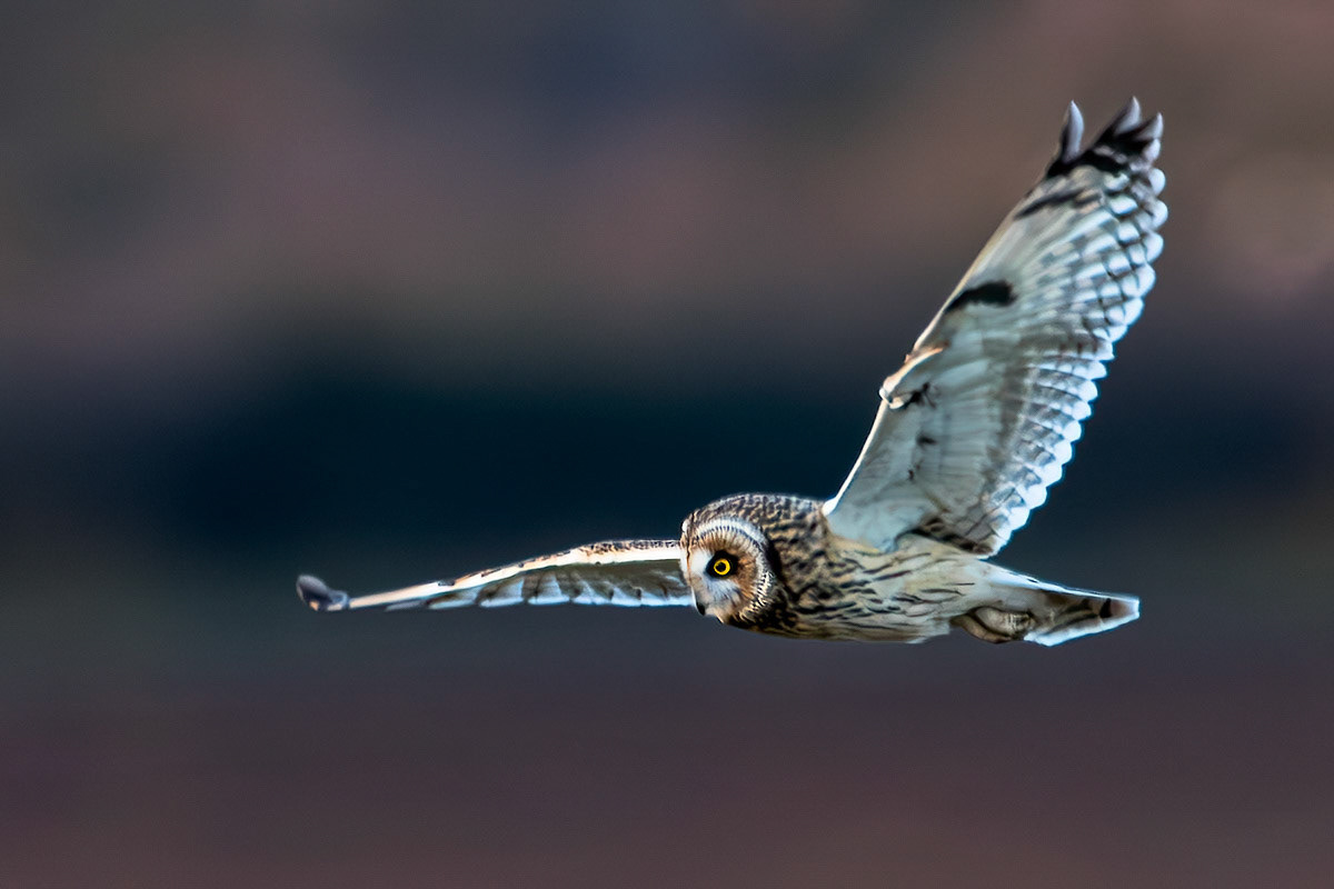 Short-eared Owl
