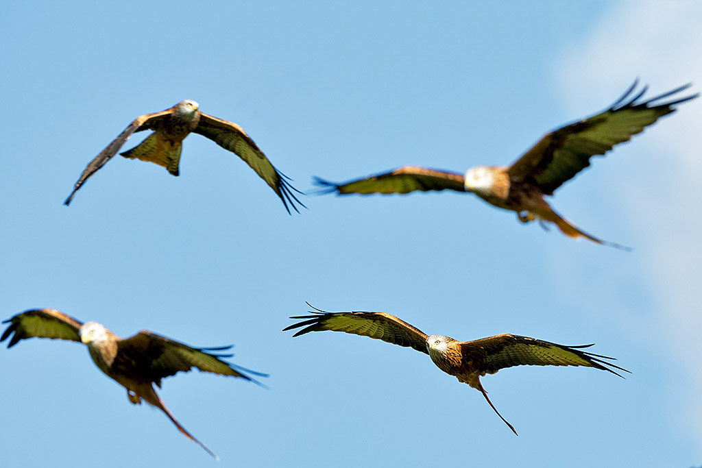 Red Kite