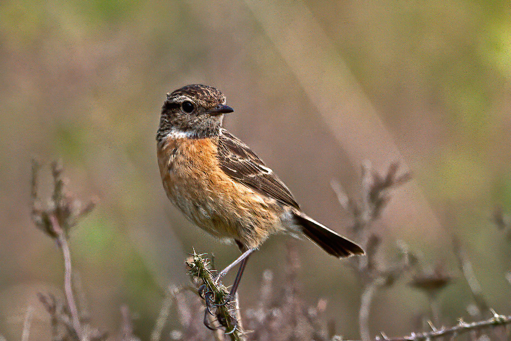 Stonechat