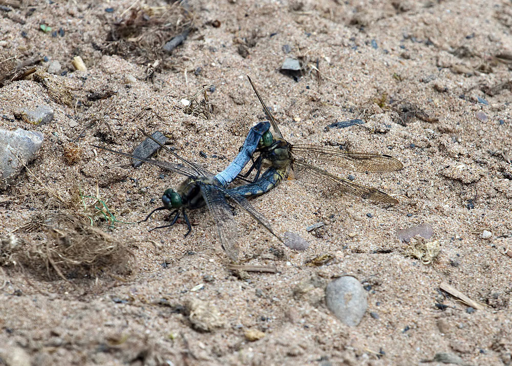Black-tailed Skimmer