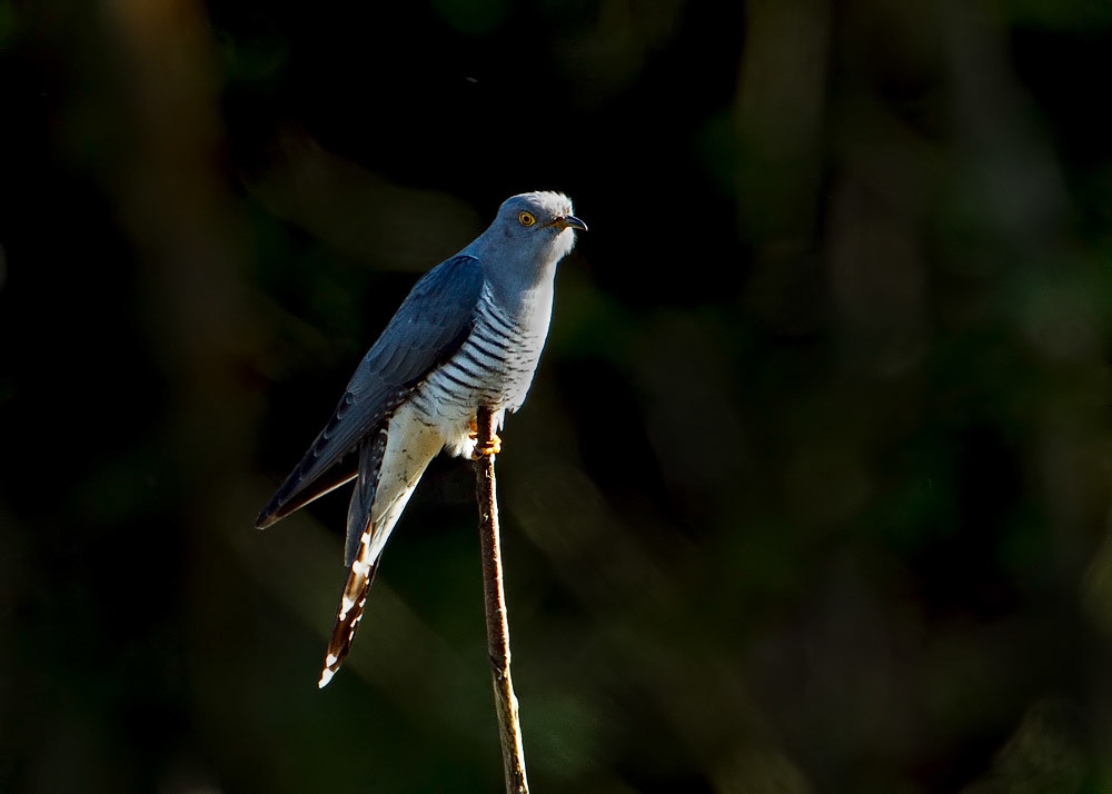 Cuckoo